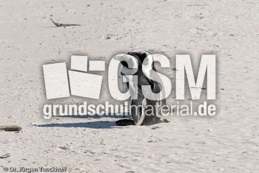 Brillenpinguin (134 von 148).jpg